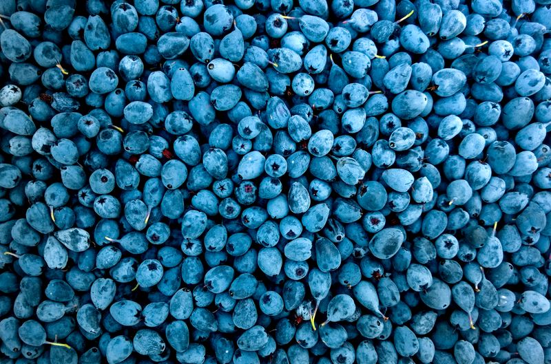 Fileiras de cultivo em estufa protegida