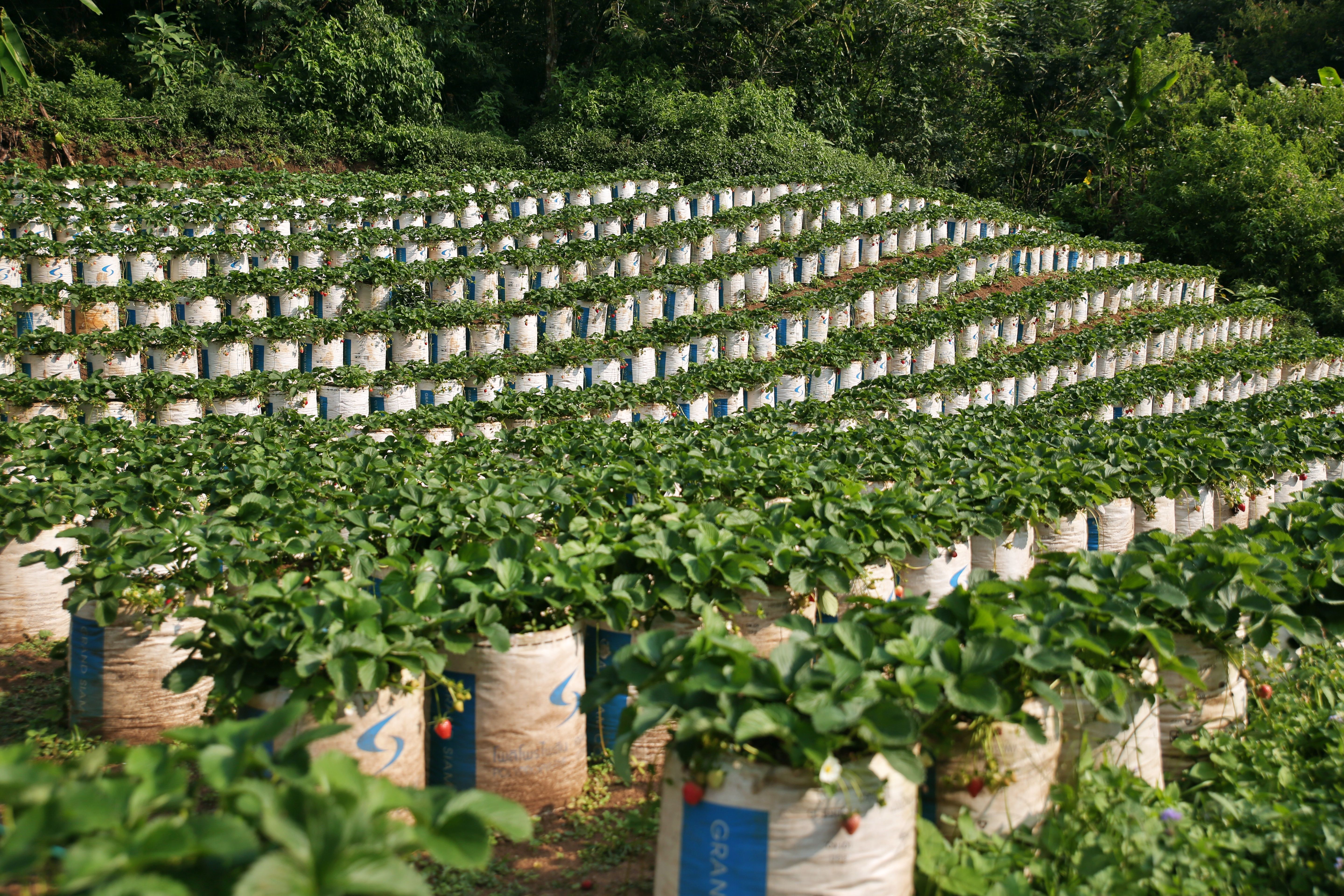 Bag ou calha suspensa para morango semi-hidropônico